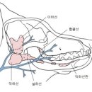 동물병원닥터스 이미지