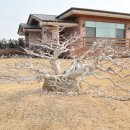 솔랑구 Daum카페
