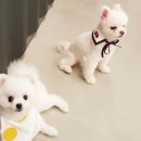 오르치그로치 이미지