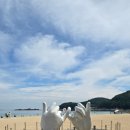 세븐일레븐 남해설리해수욕장점 | 남해여행 ㅣ 설리스카이워크 ㅣ 상주은모래해수욕장 ㅣ 용문사 ㅣ 내돈내산 ㅣ