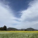 해맞이경로식당 | 🌷🐾 놀라와 봄 향기 가득한 하루, 튤립밭에서 인생샷까지! 튤립축제가 한창인 ‘보롬왓’ 재방문 후기 📸☀🍫