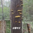 한국의 산삼과 상황버섯 이미지