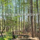 강화도 대형견 동반 카페 추천 | 숲속 감성 카페 메타포레스트 후기