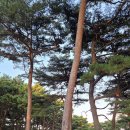 [태안 게국지맛집] 꽃지 안면도수목원 ＜딴뚝식당＞ 게 전문점, 안면도 특산품 반찬, 게장과 묵은지의 만남, 게국지맛집들, 딴뚝 의미 이미지