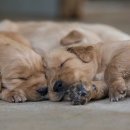 정수동물병원 이미지