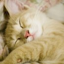 포숑포숑 이미지