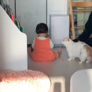 투냥 | 고양이 키우는 집사 필수템 베란다 고양이문·펫도어 설치 후기