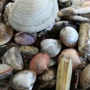 조개시장 이미지