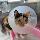 에이치동물메디컬센터 이미지