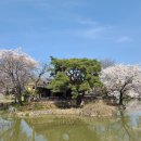 영천 경주김씨 지사공종택 | 영천 황강저수지 벚꽃,남강정사(南岡精舍),경주김씨 지사공종택