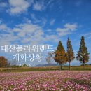 창원 대산플라워랜드에서 코스모스 즐겨요 개화 상황