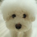 유니노스 강아지하네스 추천｜고급스러운 강아지가슴줄 + NFC 기능까지 완벽한 강아지리드줄 후기