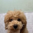 펫마켓 서구점 이미지