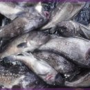 현대낚시 이미지