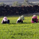 제주돌담 이미지