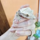 6175 | 대전 도안동 파충류샵 '낭게코 도안점' 다녀온 솔직 후기: 크레스티드 게코 입문의 성지