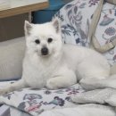 두부네 펫살롱 | 용인에서 평택 독곡동까지 ✨ 스피츠 두부 일주일 호텔링 &amp; 미용 후기 | 안다펫살롱