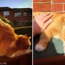 냥글냥글 이미지