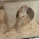 햄스터농장 이미지