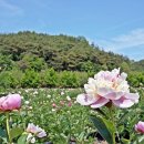 의성꽃화원 이미지