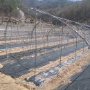 중국집 송씨·강씨 중국집 네이버블로그