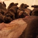 에이스 켄넬 이미지