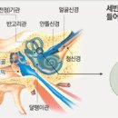 내이처럼