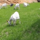 최정언유산양목장 이미지