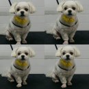 해피퍼피 미용실 이미지