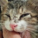 호야 달수 이미지