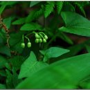 우면산5-14 이미지