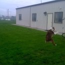 멍멍이집 이미지