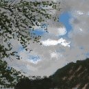 구름나무