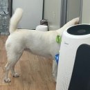 애원식당 | 진돗개 분양후기279: 잠자기, 들어오고 싶음, 새 봉지가방, 간식, 펫샵 포토존, 골라내기