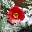 늦게 피는 꽃 이미지