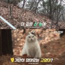 [TV 동물농장] 3개월째 산에서 지내는 고양이 이미지