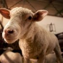 소 외양간 이미지