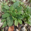 프롭테라피&밴드운동 이미지