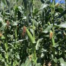 하늘닿은농장 이미지