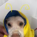 멍즈니랜드 이미지