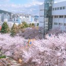 카페이띠 | 부산 벚꽃 카페이띠 웨이팅 및 포토존 후기