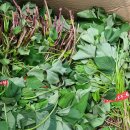 한얼농장 이미지