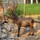 선명사슴농장 이미지