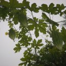 여주-0418 Daum카페