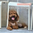 라이프 오브 라일리(Life of Riley) 이미지