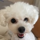 보라눈나 네이버블로그