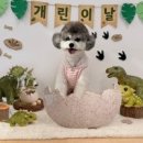 멍멍멍 애견카페 네이버블로그