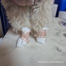 신발신은 강아지 | 눈오는 날 강아지 신발 직접 만든 후기