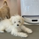 다시사랑받개 이미지