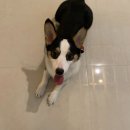 복골온천 애견스파 이미지